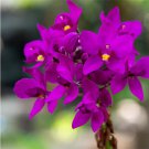 Ground Orchid Spathoglottis Plicata Purple Live Plant Garden