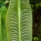 K Veitchii Anthurium Veitchii Live Plant Garden