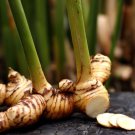 Galanga Thai Ger Siamese Ger Alpinia Galangal Live Plant Garden