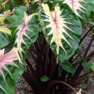Waikiki Elephant Ear Colocasia Esculenta Live Plant Garden Waikiki Elephant Ear Colocasia Esculenta Live Plant Garden