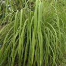 Citronella Grass Cymbopogon Nardus Live Plant Garden