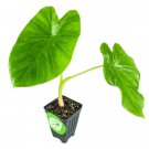 Jacks Giant Elephant Ear Colocasia Esculenta Live Plant Garden Jacks Giant Elephant Ear Colocasia Esculenta Live Plant Garden
