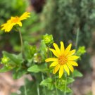 Starry Rosinflower Rosinweed Silphicum Asteriscus Live Plant Garden