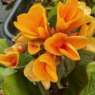 Elite Chocolate Sunrise Canna Lily Canna Live Plant Garden Elite Chocolate Sunrise Canna Lily Canna Live Plant Garden