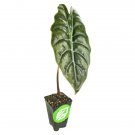Chantrieri Elephant Ear Alocasia X Chantrieri Live Plant Garden