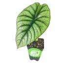 Imperialis Elephant Ear Alocasia Nebula Live Plant Garden