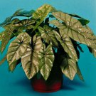Corazon Elephant Ear Aquino Alocasia Heterophylla Live Plant Garden