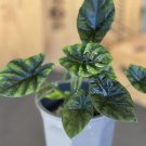 Quilted Dreams Elephant Ear Alocasia Sinuata Live Plant Garden