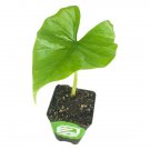 Green Goddess Elephant Earalocasia Puber Live Plant Garden