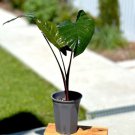 Metallica Elephant Ear Alocasia Plumbae Live Plant Garden