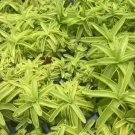 Butterwort Puicula Primuliflora Live Plant Garden
