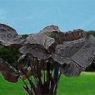 Black Goblet Elephant Ear Colocasia Live Plant Garden