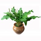Anthurium Plowmanii Houseplant Anthurium Live Plant Garden Anthurium Plowmanii Houseplant Anthurium Live Plant Garden