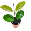 Hoya Australis Lisa Honey Plant Hoya Live Plant Garden
