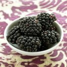 Kiowa Blackberry Rubus Live Plant Garden