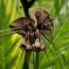 Black Bat Flower Plant Tacca Chantrieri Live Plant Garden