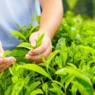 Tea Plant Green Tea Camellia Sinensis Live Plant Garden