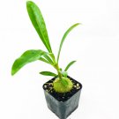 Selebicum Ant Plant Myrmephytum Selebicum Live Plant Garden