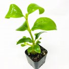 Papuanum Ant Plant Hydnophytum Papuanum Live Plant Garden