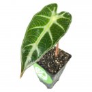 Bambino Elephant Ear Alocasia Live Plant Garden Bambino Elephant Ear Alocasia Live Plant Garden