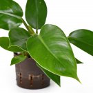 Philodendron Imperial Green Philodendron Live Plant Garden