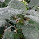Yucatan Queen Elephant Ear Alocasia Sarawakensis Live Plant Garden