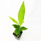 Pinstripe Ger Variegated Alpinia Formosana Live Plant Garden
