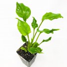 Philodendron Enzie Xanadu Philodendron Live Plant Garden