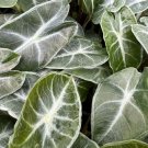 Amazonica Elephant Ear Amazonian Alocasia Live Plant Garden