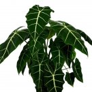 Velvet Elvis Elephant Ear Alocasia Micholitziana Live Plant Garden
