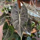 Dragons Tooth Elephant Ear Alocasia Longiloba Live Plant Garden
