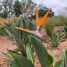 Orange Bird Of Paradise Strelitzia Reginae Live Plant Garden