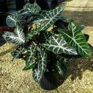 Ebony Tm Elephant Ear Alocasia Live Plant Garden
