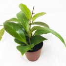 Hoya Gracilis Memoria Trail Wax Plant Hoya Live Plant Garden
