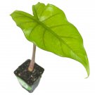 Sumo Elephant Ear Alocasia Live Plant Garden