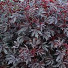 African Rose Cranberry Hibiscus Hibiscus Acetosella Live Plant Garden
