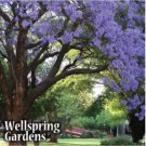 Jacaranda Tree Jacaranda Mimosifolia Live Plant Garden