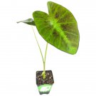 Coal Miner Elephant Ear Colocasia Live Plant Garden