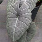 Maharani Elephant Ear Alocasia Live Plant Garden Maharani Elephant Ear Alocasia Live Plant Garden