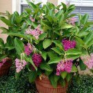 Malaysian Orchid Medinilla Myriantha Live Plant Garden