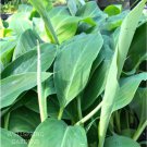 Dwarf Namwa Banana Pisang Awak M Live Plant Garden