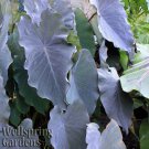 Black Ruffles Elephant Ear Colocasia Esculenta Live Plant Garden Black Ruffles Elephant Ear Colocasia Esculenta Live Plant Garden