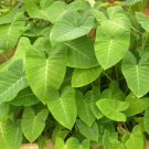 Lime Zer Elephant Ear Xanthosoma Aurea Live Plant Garden