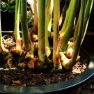 Chinese Keys Galangal Ger Ferrootboesenbergia Rotunda Live Plant Garden