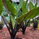Black Stem Elephant Ear Alocasia Macrorrhiza Live Plant Garden