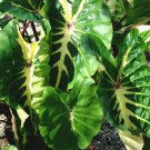 White Lava Elephant Ear Colocasia Live Plant Garden
