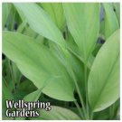 Yellow Turmeric Ger Curcuma Longa Live Plant Garden