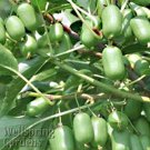 Issai Kiwi Actinidia Arguta Live Plant Garden