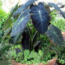 Black Beauty Elephant Ear Colocasia Antiquorum Live Plant Garden