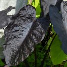 Black Sapphire Gecko Elephant Ear Colocasia Live Plant Garden